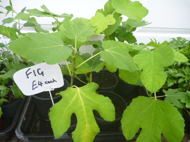 Garden Plants  Pachysandra, Campanula, Heuchera Palm Penstemon Grass Hellebore Hibiscus Fig  etc