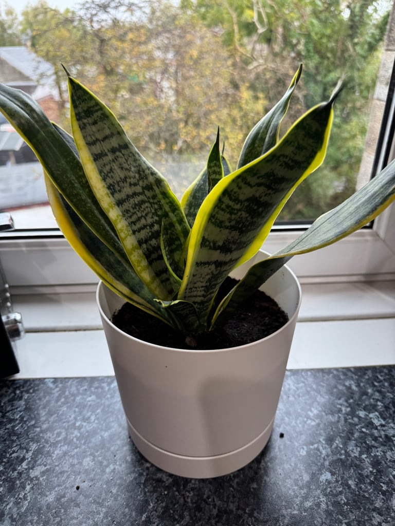 Snake House plant 