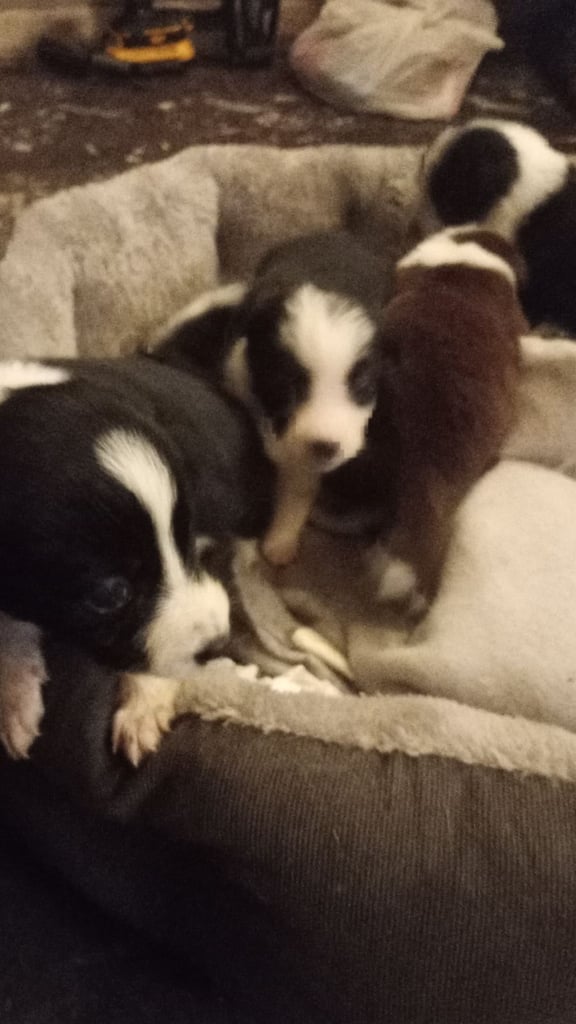 Collie puppies for sale 