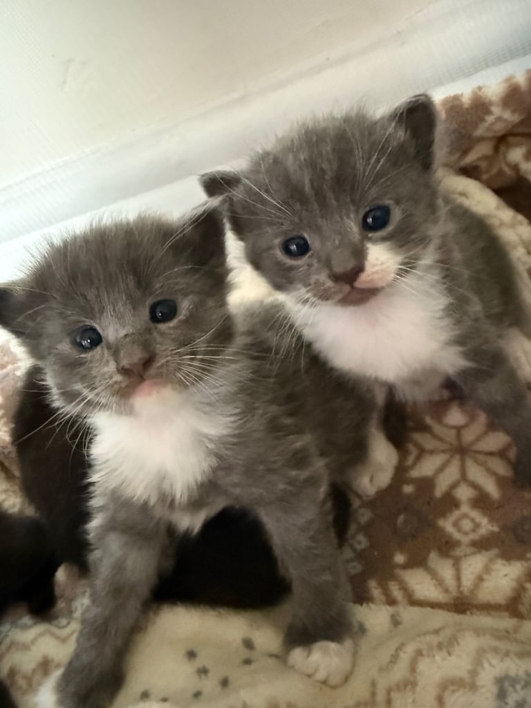 Male kittens! Ready 14th Nov 