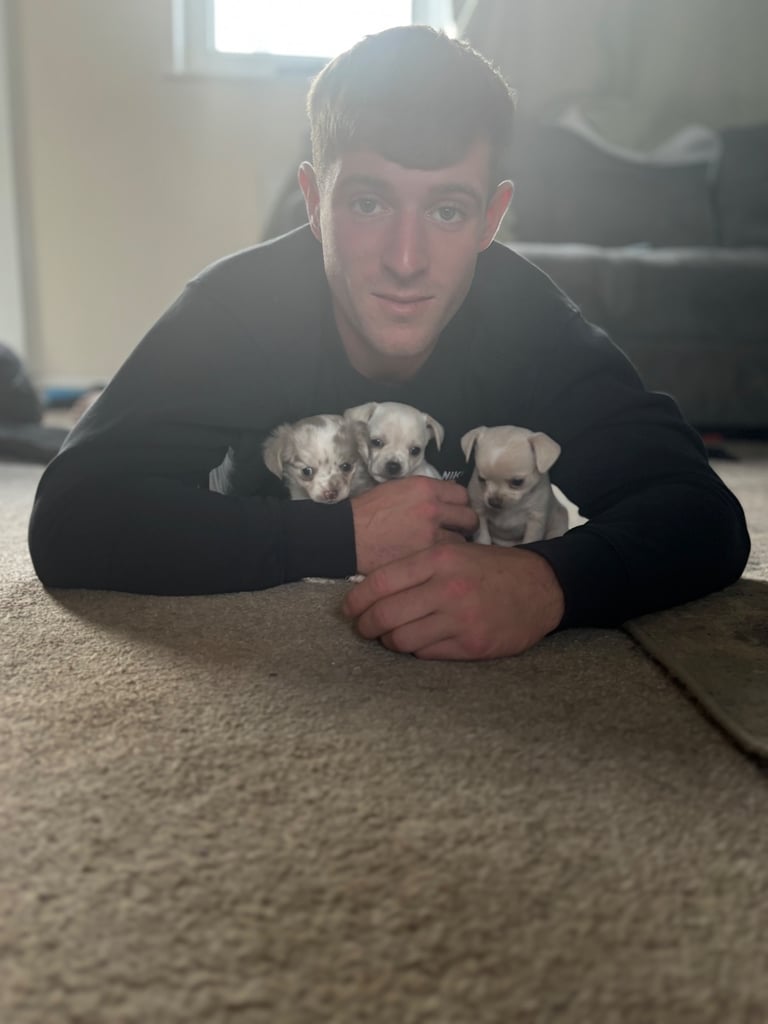 image for Chihuahua puppies for sale 