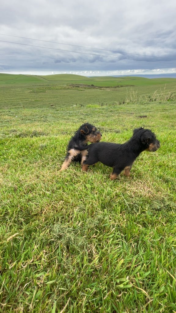 image for 10 week old Lakeland Terrier Pups