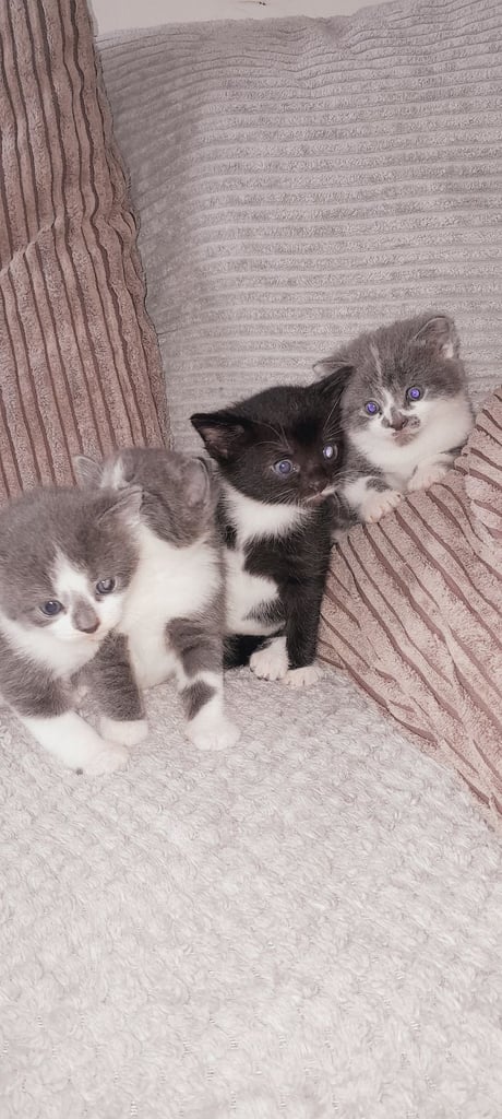 Kittens 