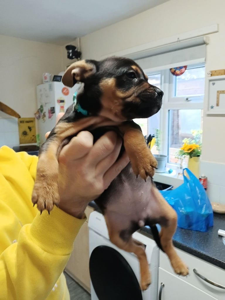 French x staffy cocker spaniel 