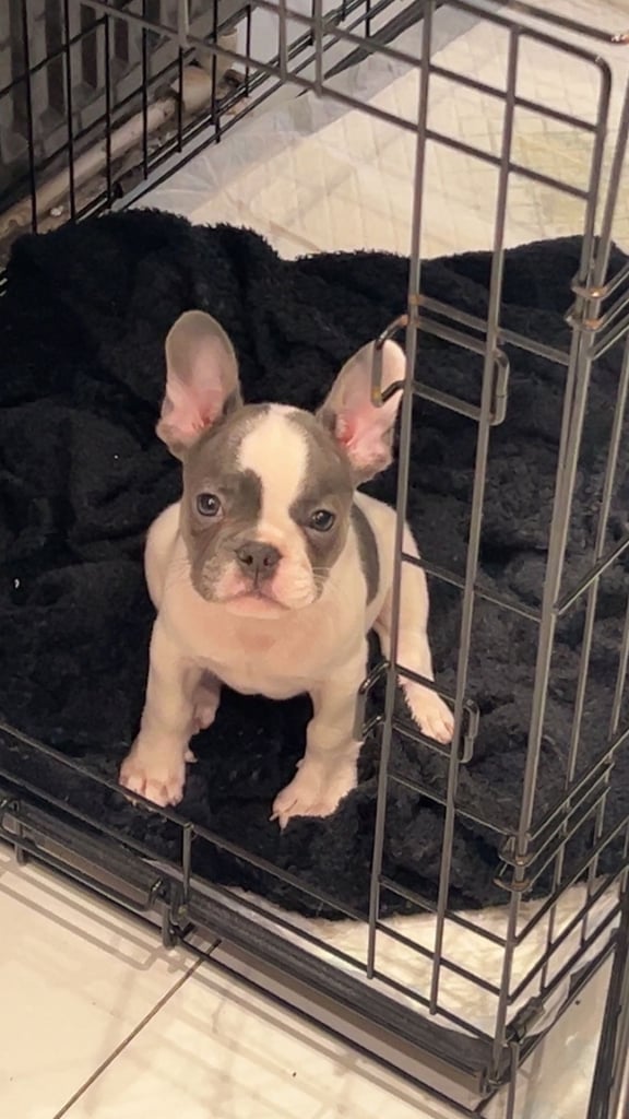 french bulldog puppy
