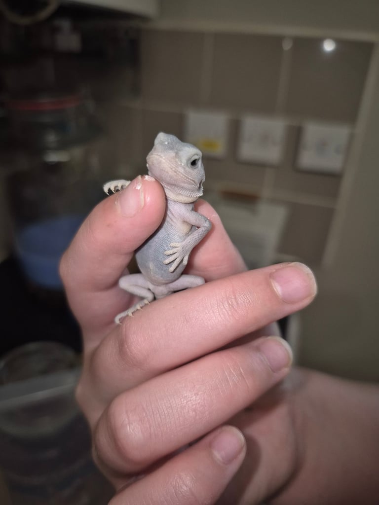 image for Bearded dragon babies 