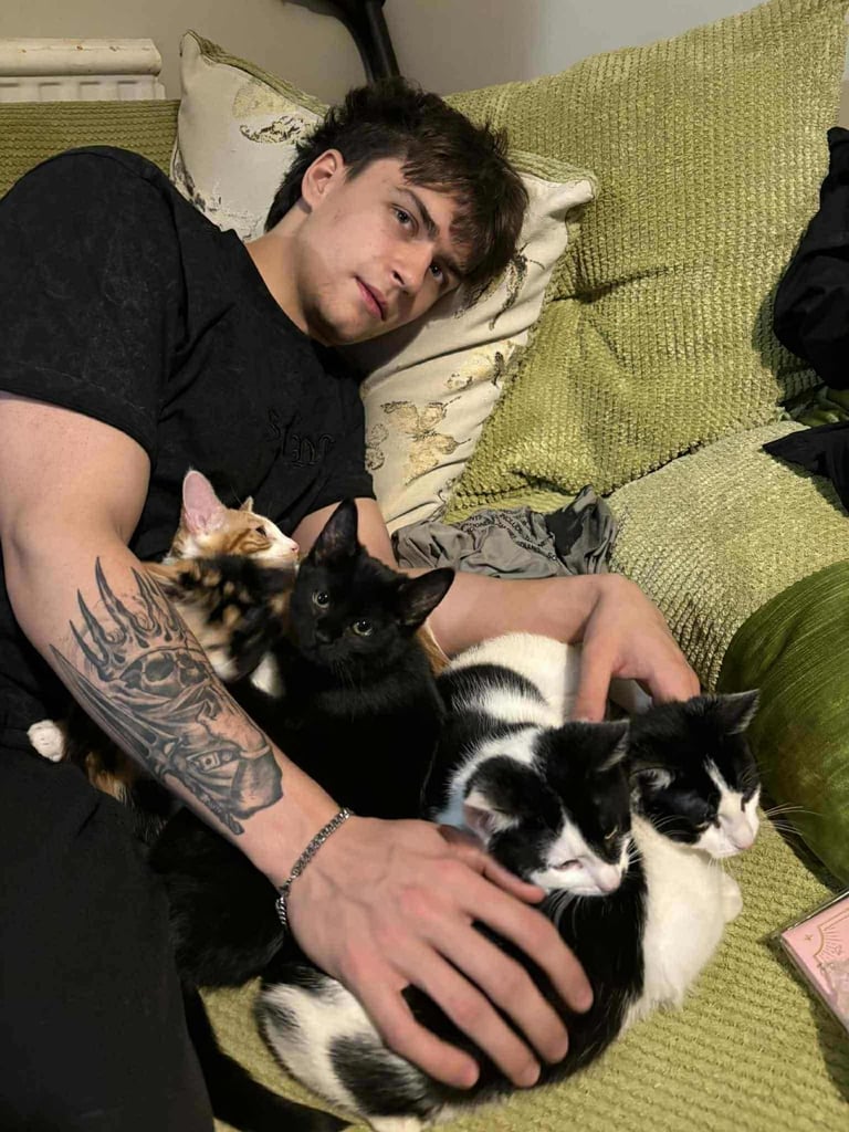 5 mixed beautiful and lovely kittens 