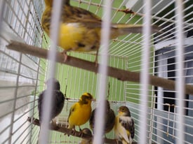 Canaries for sale 