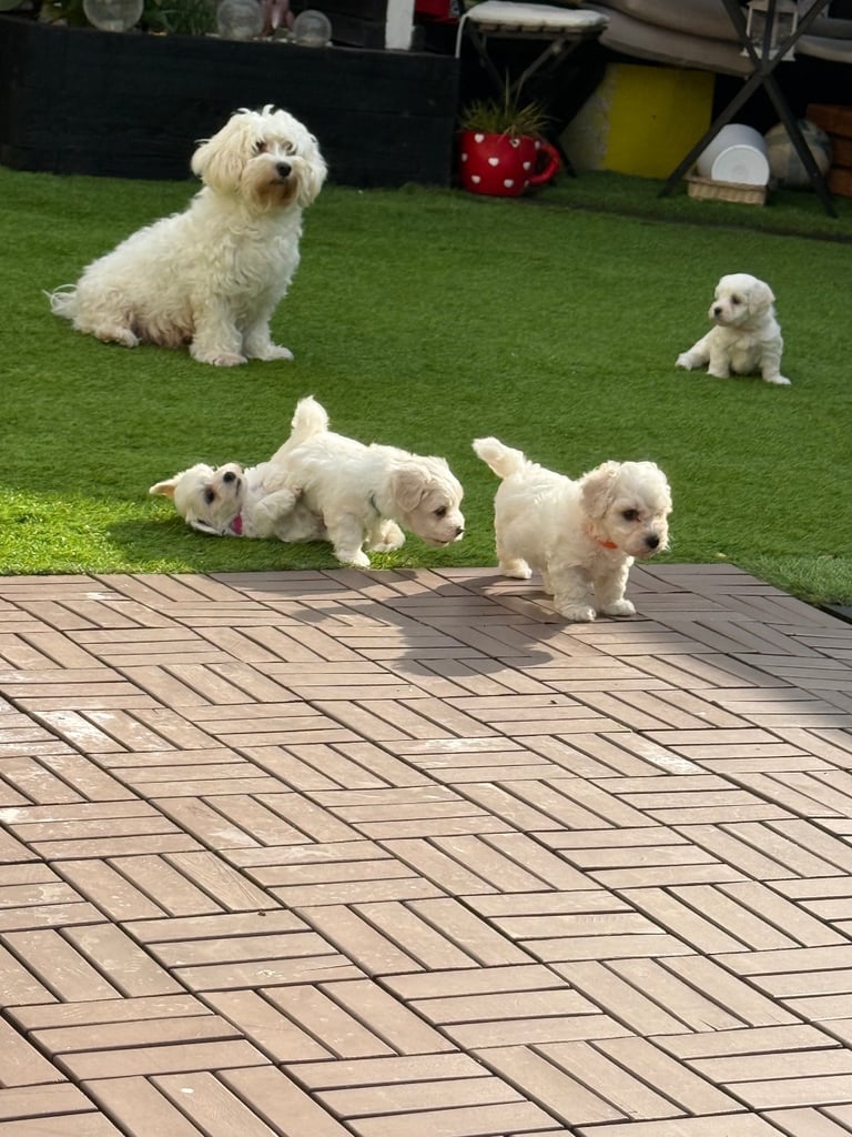 Bichon frise for sale 