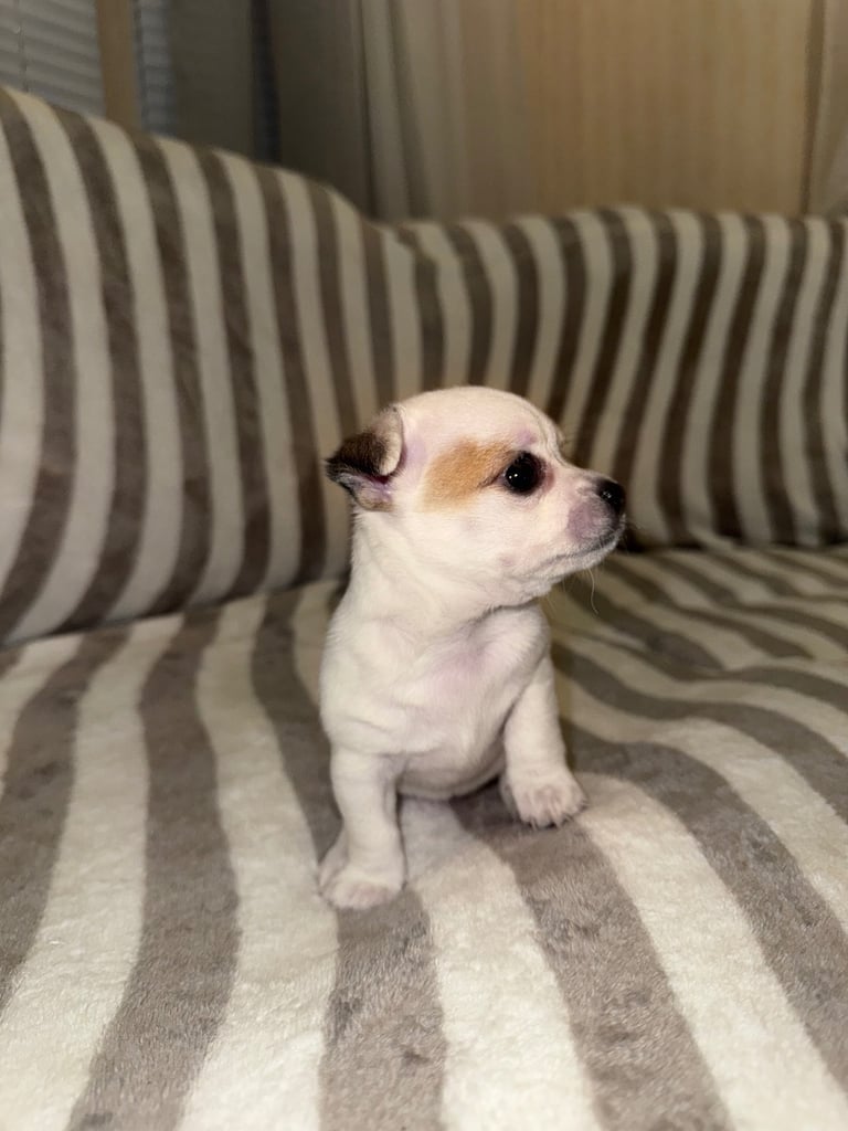 image for Girl Chihuahua Puppy💗