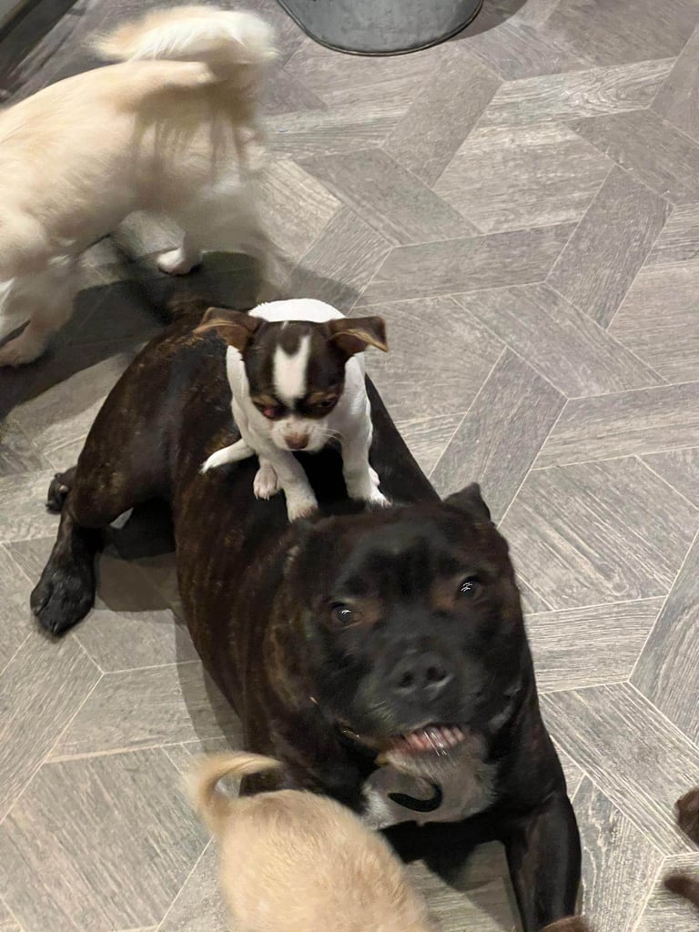 Beautiful chihuahua fur babies male and female