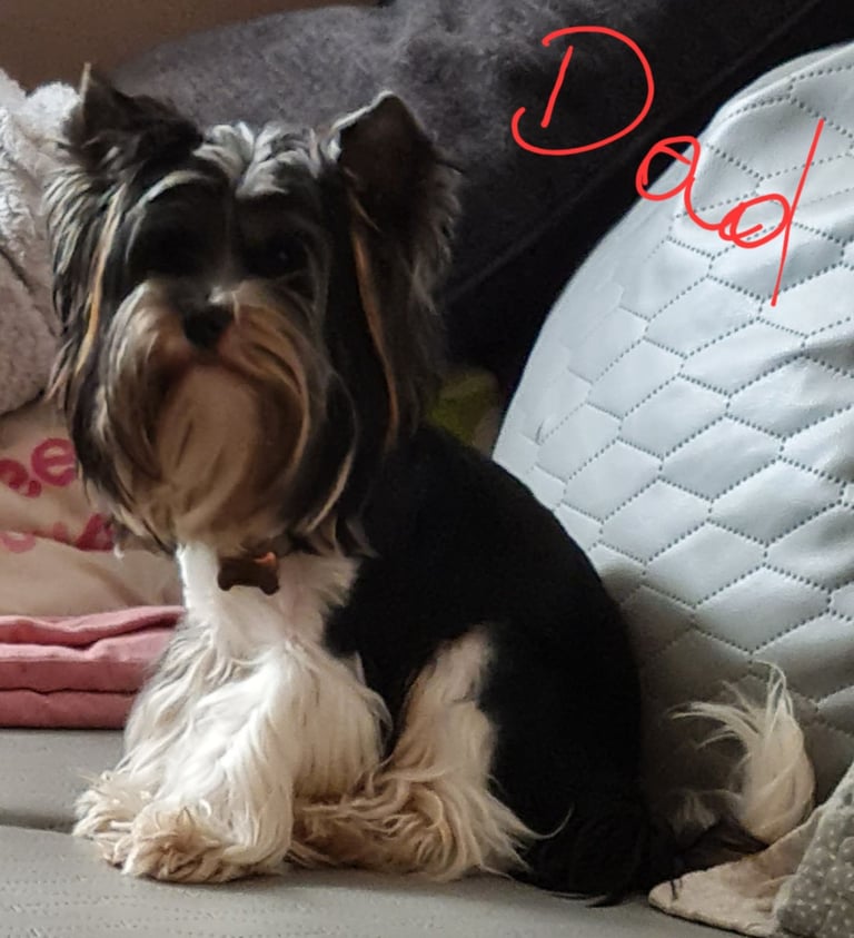 Schnauzer mini + YorkshireTerrier Biewar puppys