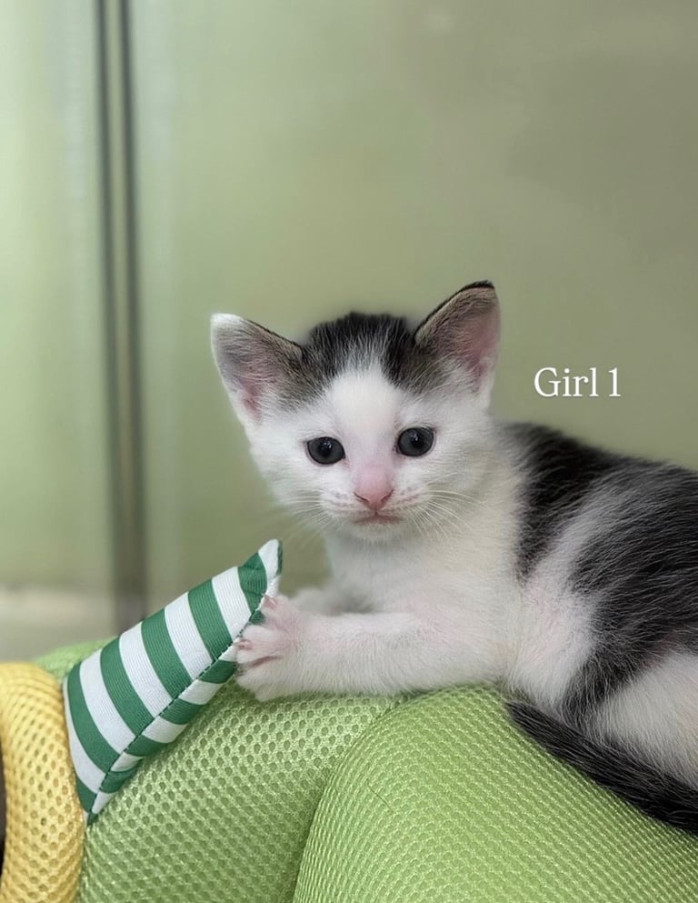 Cute kittens!