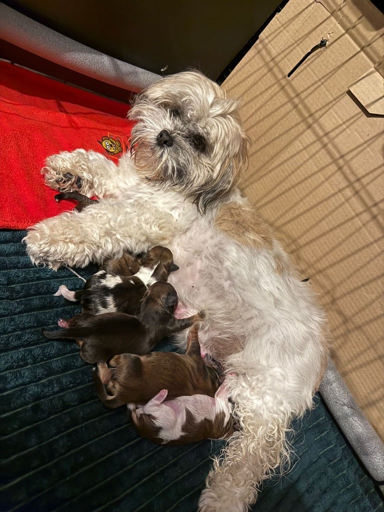 Lhasa poo puppies 