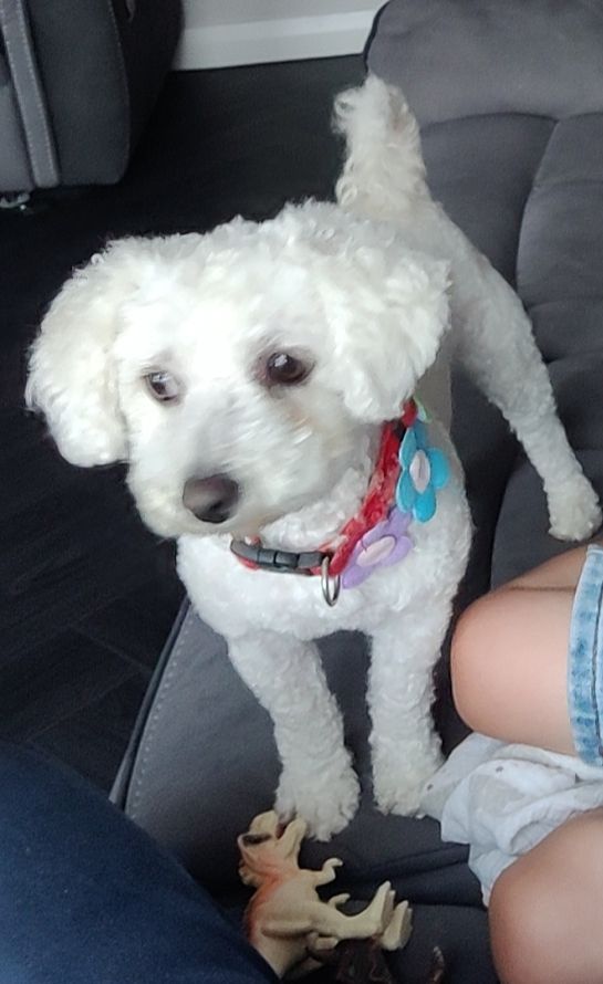 Bichon Frise 4year old