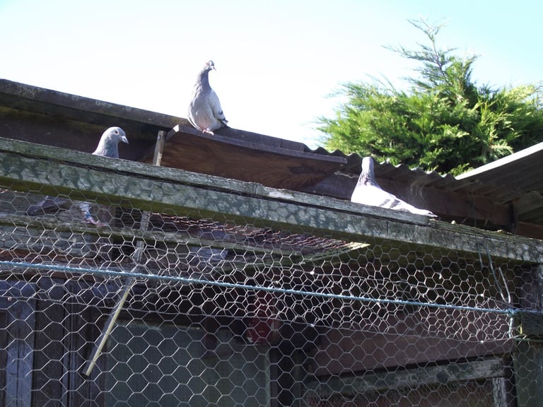 Racing Pigeons