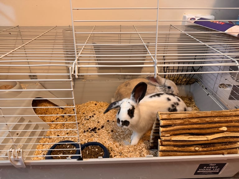 Two Male Rabbits for Sale – Moving Home