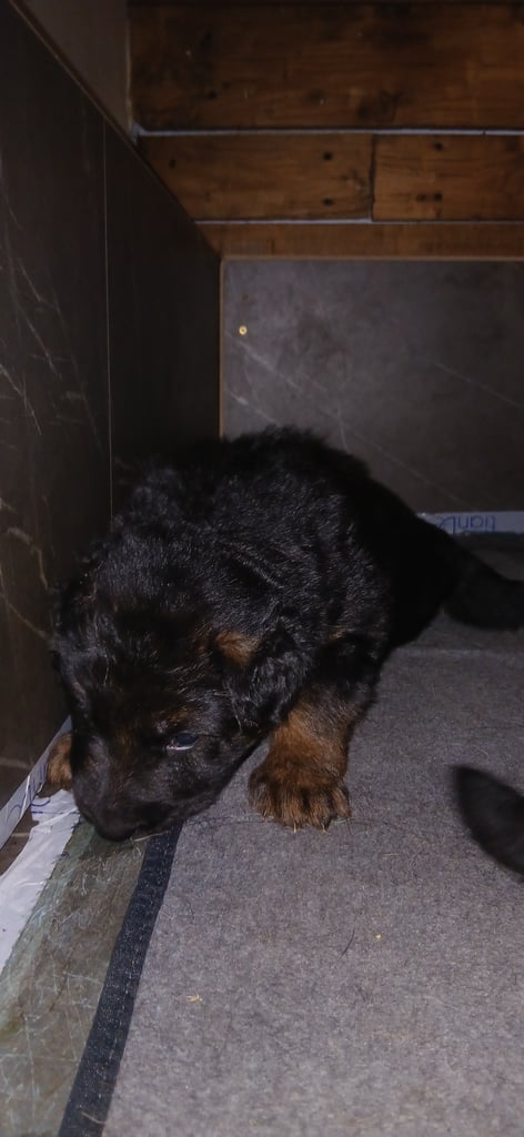 9 German Shepherd puppies for sale