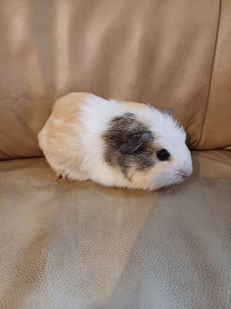 1 Adorable Male Guinea Pig
