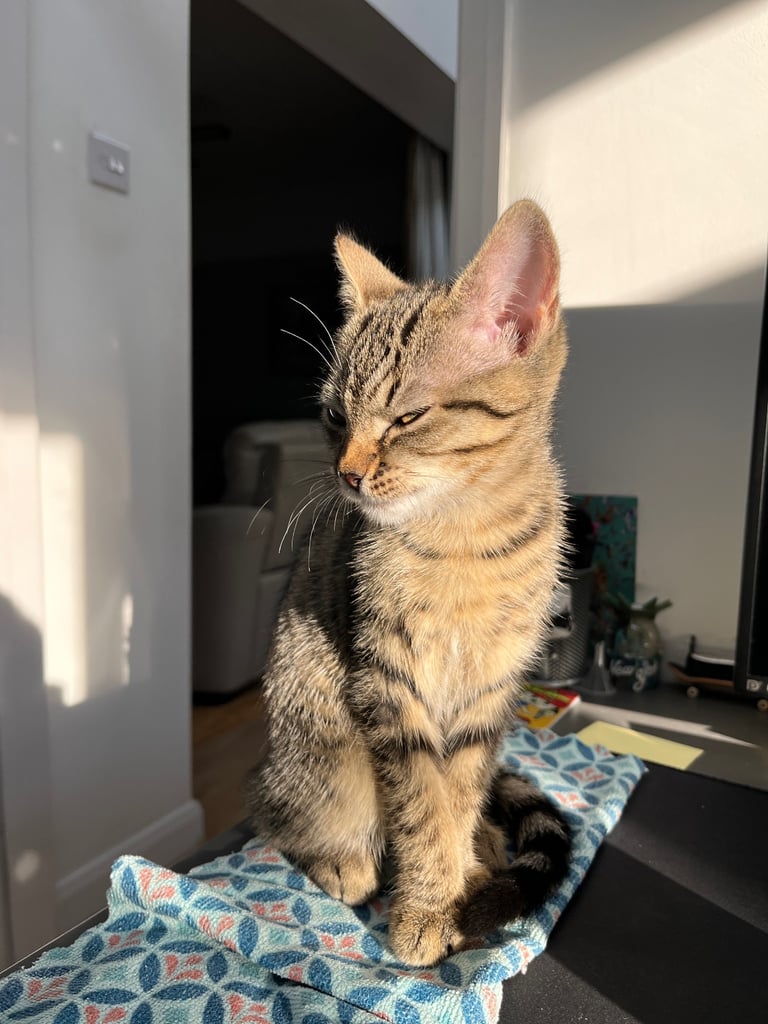 image for Cute Kittens