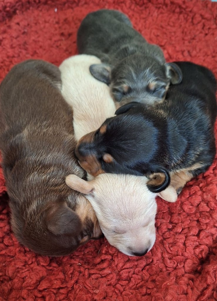 KC Reg Minature Dschshund Puppies (smooth haired)