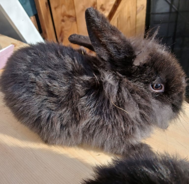 Baby rabbit 