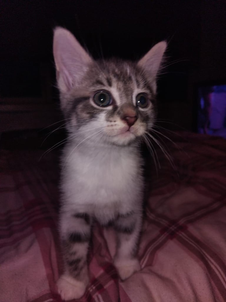 Grey and white male kitten 