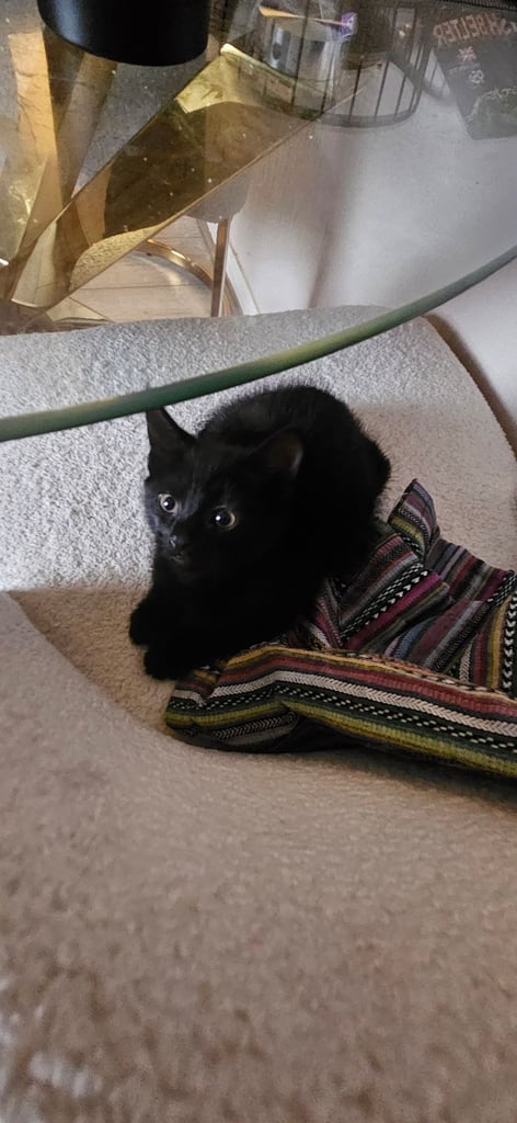 Kitten