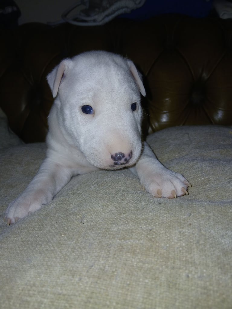 Kc EBT PUP 