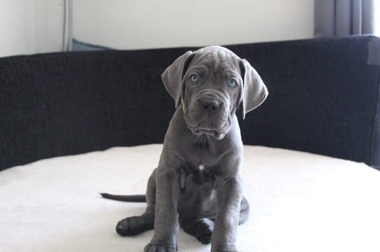 Beautiful Blue Cane Corso Pup