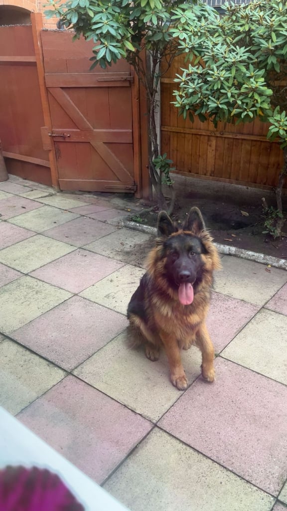 11 month old german shepherd 