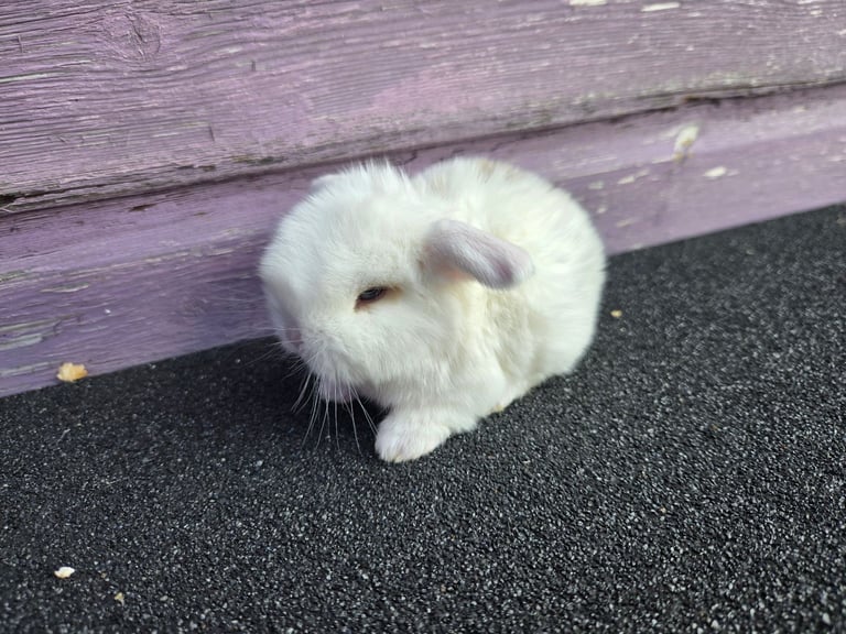 Stunning mini lop babies ready to secure.