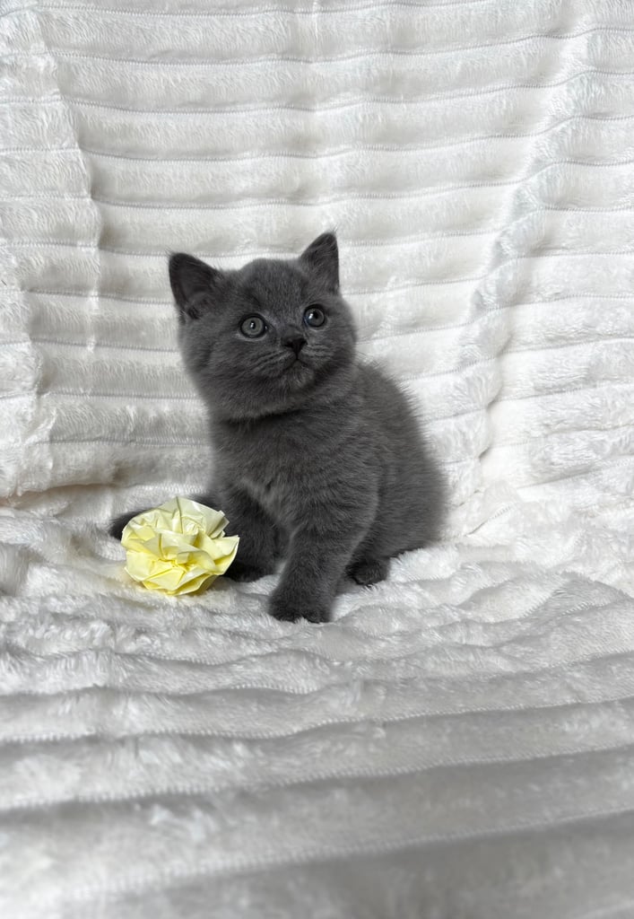 GCCF BRITISH SHORTHAIR & BRITISH LONGHAIR KITTENS