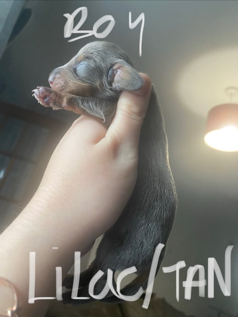 3 male miniature dachshunds