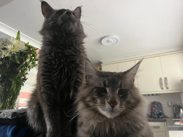 Smokey Blue/Grey Male Maine Coon – Affectionate & Child-Friendly
