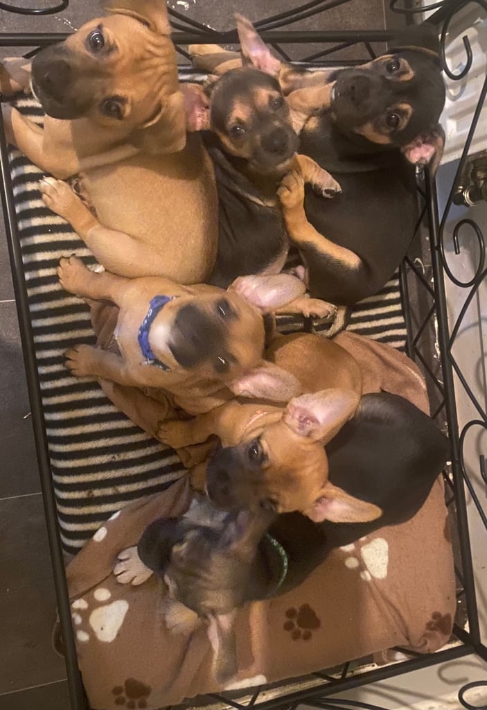 image for 6 French jack pups for sale