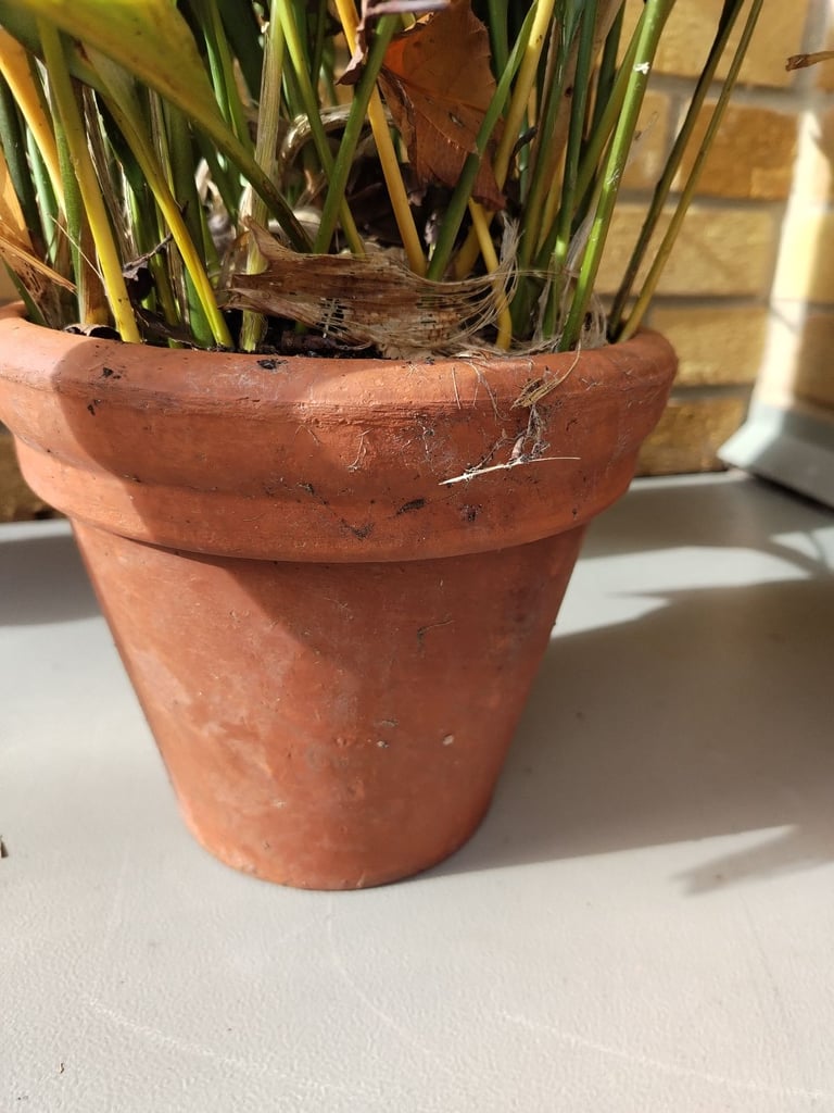 image for Pair Aspadistra in vintage terracotta pots 