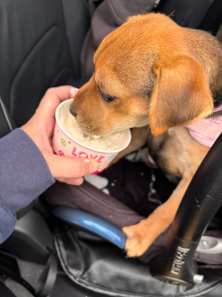 Puppy for sale Patterdale x Lakeland Terrier 