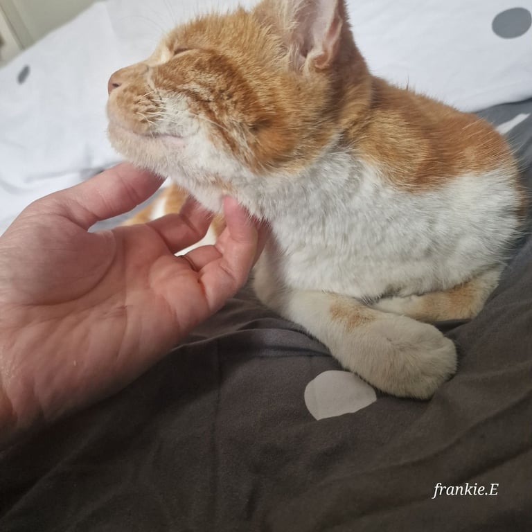 Well loved ginger needs rehoming