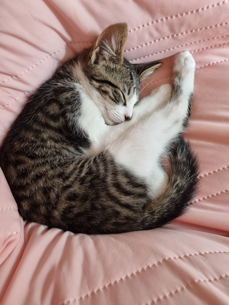 Home needed to re-home adorable kitten