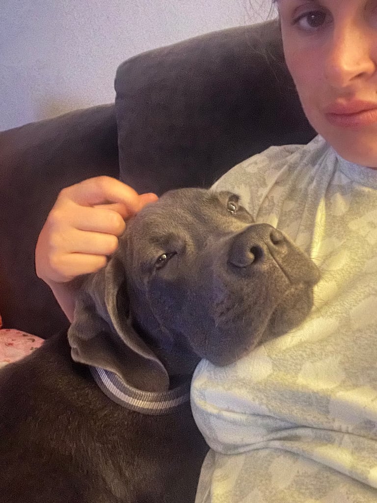 6 months old cane corso 