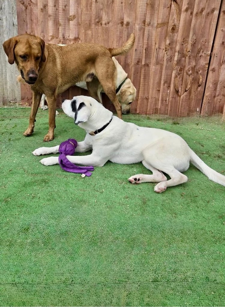 1 year old pup- Large breed