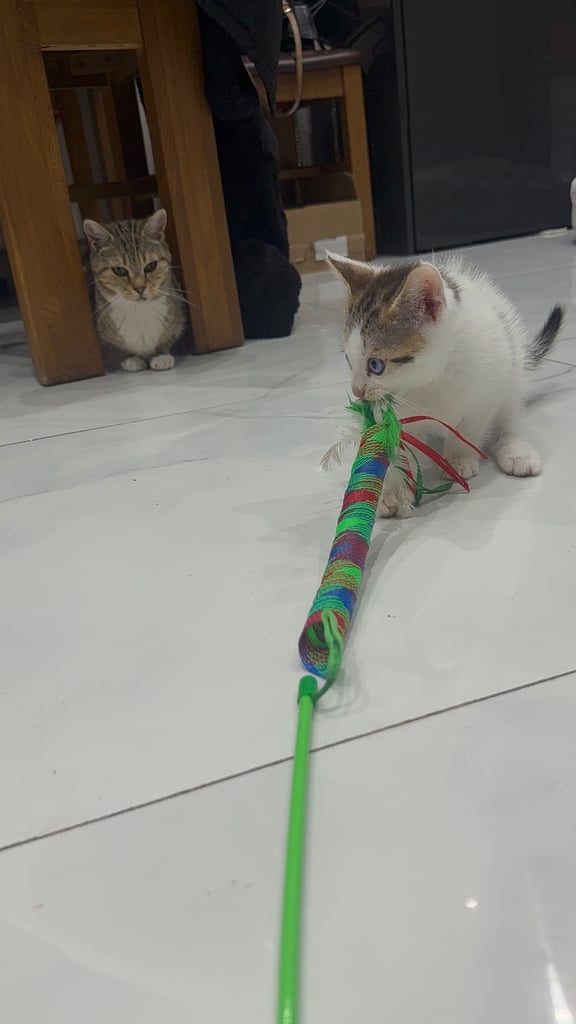 White tabby kitten girl