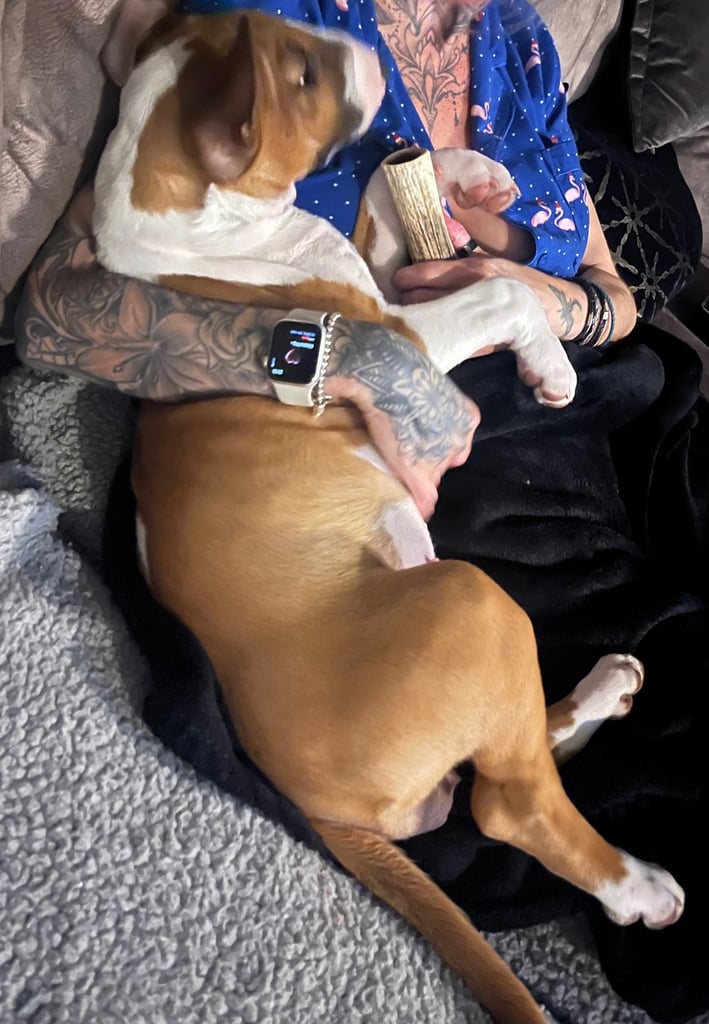 English bull terrier 