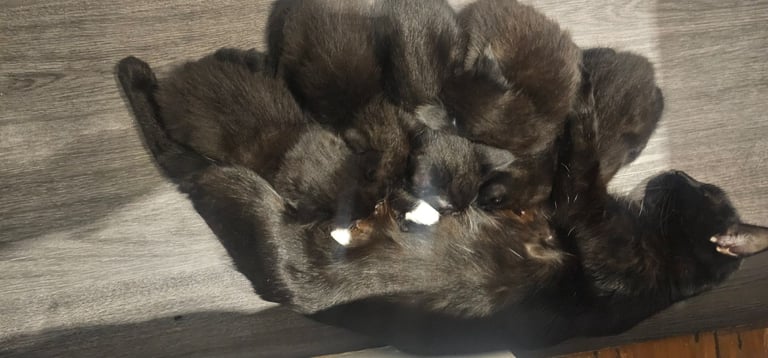 🐾 Adorable Black Kittens 🐾