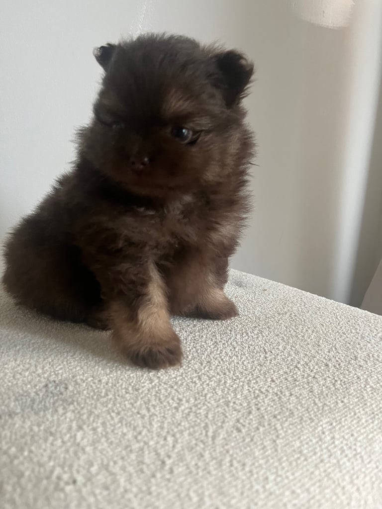 4 xxs Russian toy kc registered Pom pups for sale 