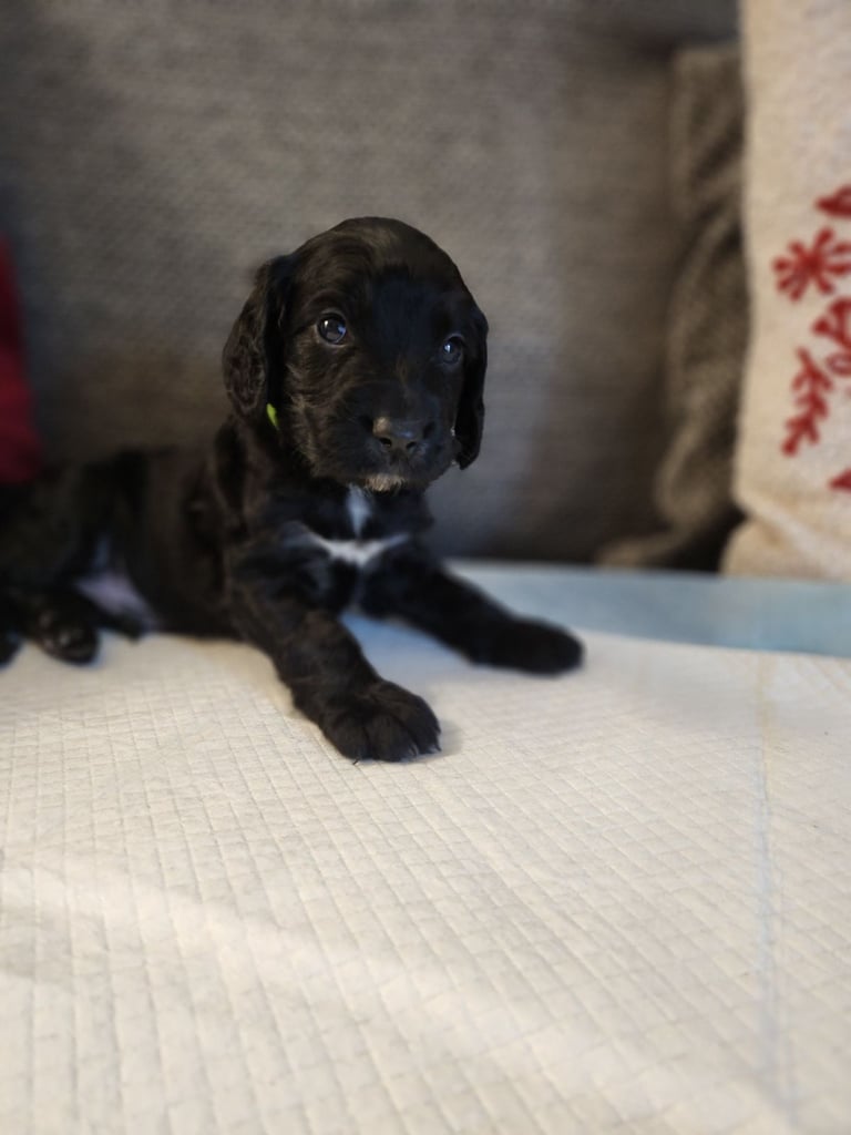 Cocker Spaniel Puppies🐕 Ready to leave December 1st🐕🎄💙💖