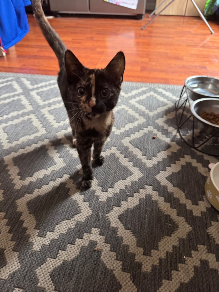 Female kitten 