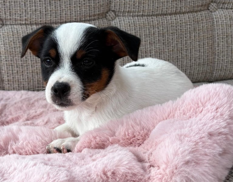 Traditional Miniature Jack Russell Puppies!