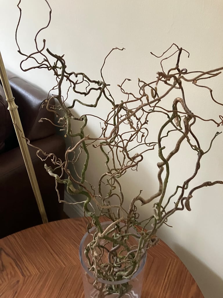 Glass vase with twisted/corkscrew hazel. Collect Fulham
